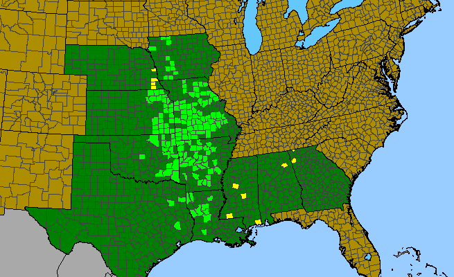 The range of Liatris hirsuta